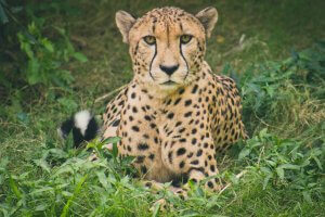 Cheetahs and loss of genetic diversity