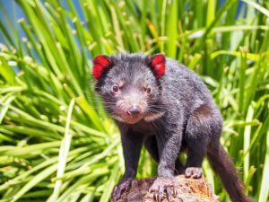 Tasmanian Devil and facial cancer